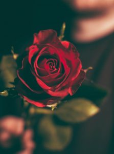 valentinsgruesse-rote-rosen